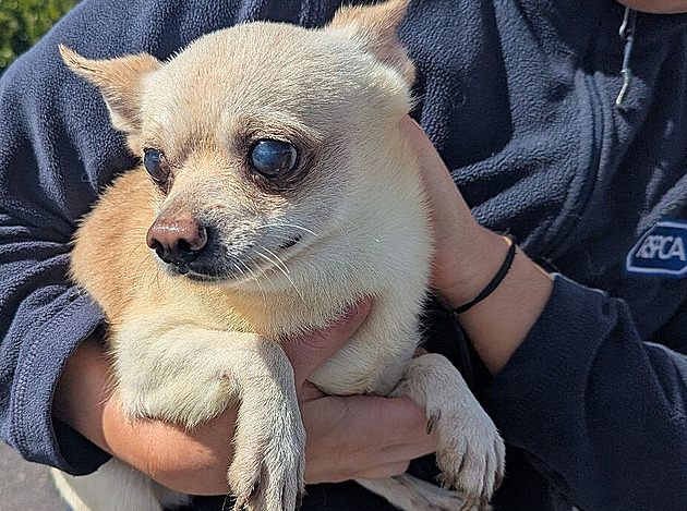 Zanedbali kastraci a nezvládli děsivé množení. Záchranáři jim odebrali 80 psů
