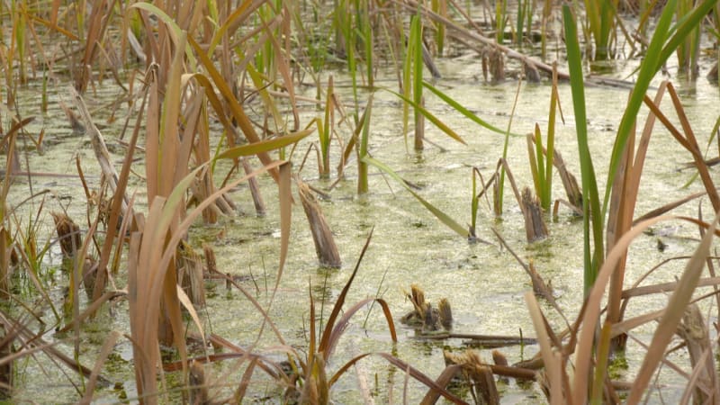 Místo ochrany půdy podpoří nová vláda produkci potravin. Rozhodnutí kritizují malé farmy