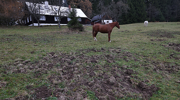 Jako tankodrom. Divočáci ničí beskydské pastviny i golfový areál, ohradníky nestačí