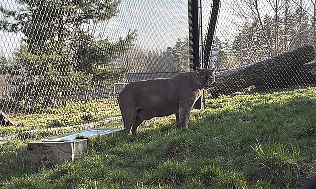 Puma z nelegálního chovu se zabydluje v Táboře, lvy přijala zlínská zoo