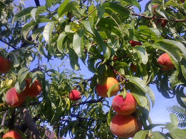 Na broskvoň si počkejte. Správný termín řezu rozhodne o celé sklizni