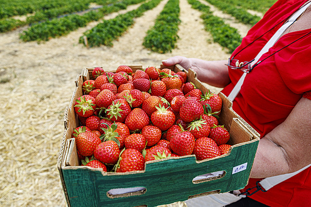 Samosběr jahod v Jihomoravském kraji 2026: termínů je méně, čekání se nemusí vyplatit
