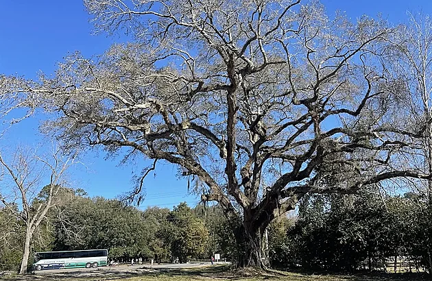 VIDEO: Byl svědkem americké revoluce. Teď prastarý dub zachraňují